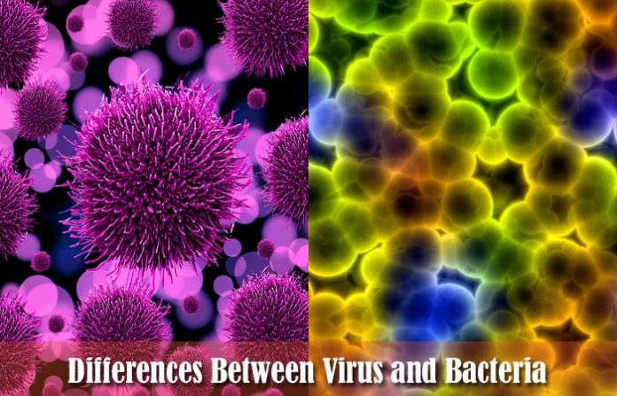 تفاوت باکتری ها و ویروس ها